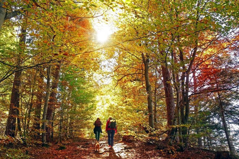 hiking in the woods