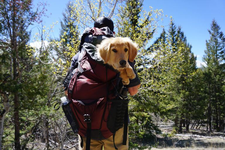 hiking with pets