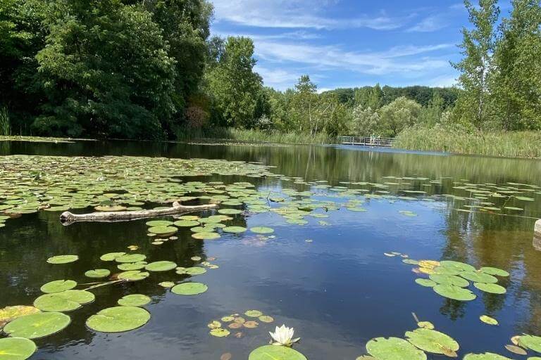 evergreen brickworks park pond