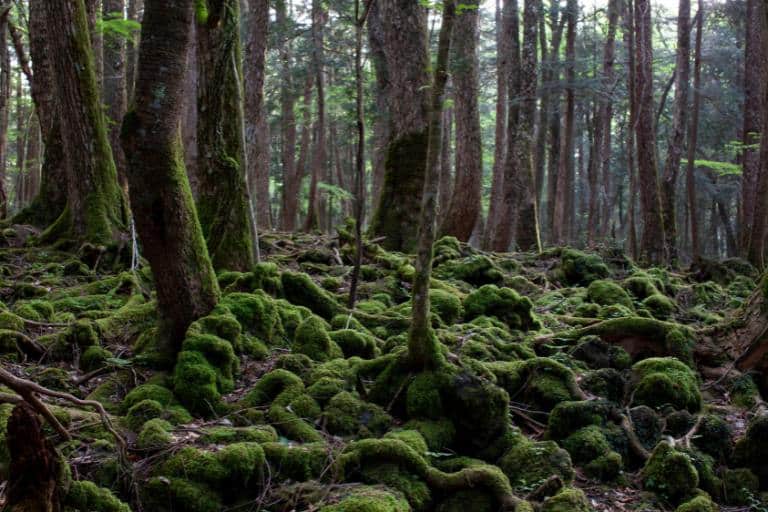 Aokigahara Forest Japan