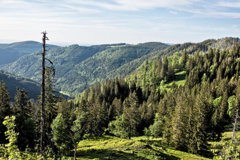 black forest germany