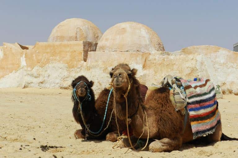 camels outside Tatooine Tunisia